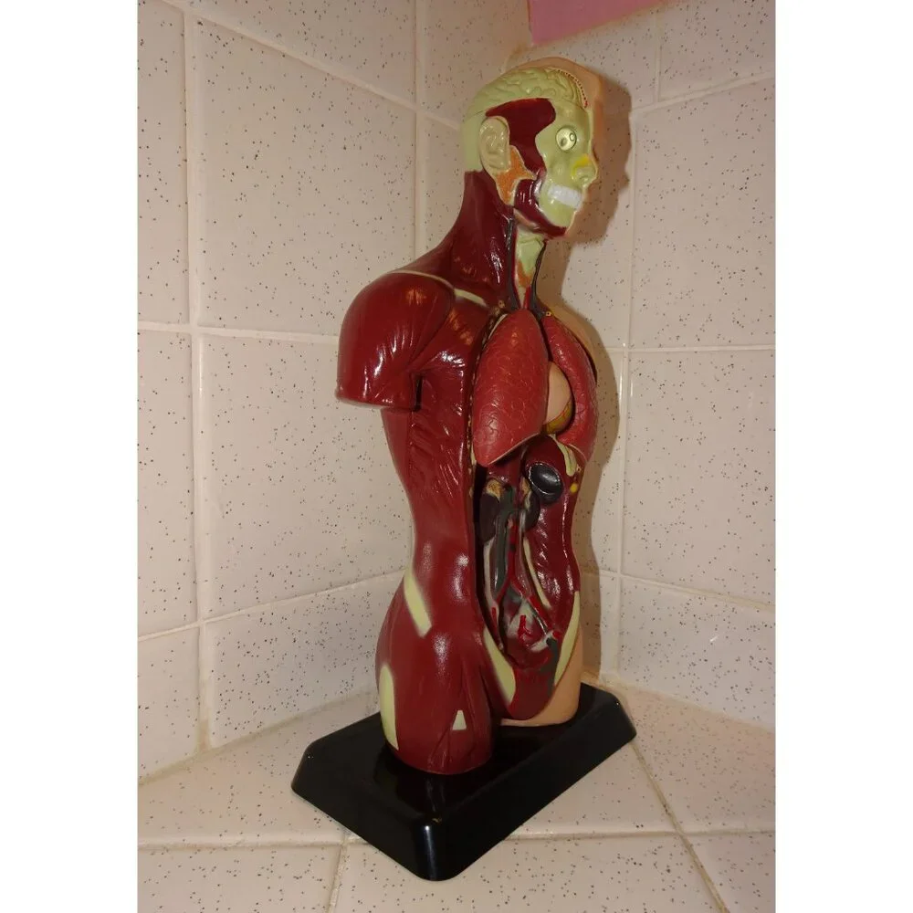 Vintage Human Torso Model w/ detachable Heart Lungs oddity curiosity medical - Picture 2 of 10